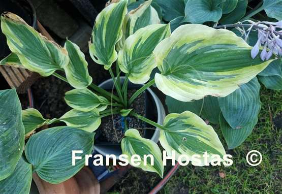 Hosta Lime Smoothie