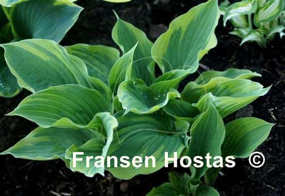 Hosta Lime Smoothie