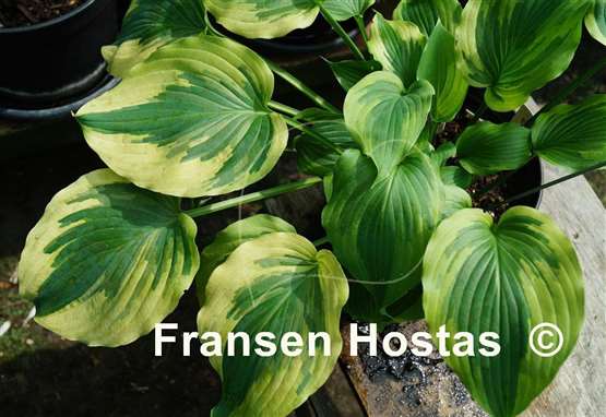 Hosta Lime Smoothie