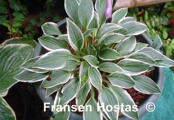 Hosta Lime Fizz