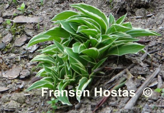 Hosta Lime Fizz