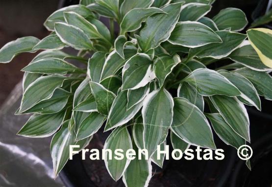 Hosta Lime Fizz