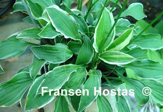 Hosta Lime Fizz