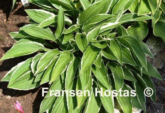 Hosta Lime Fizz