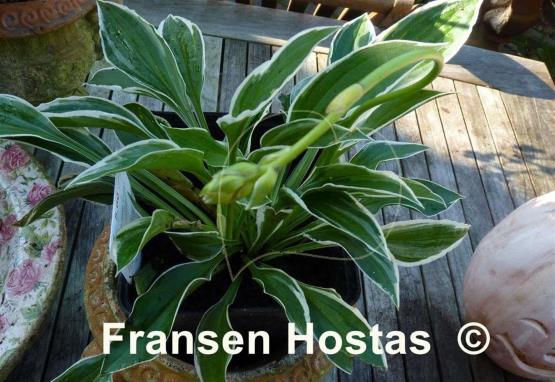 Hosta Lime Fizz
