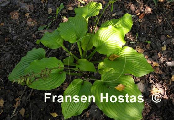 Hosta Lime Piecrust