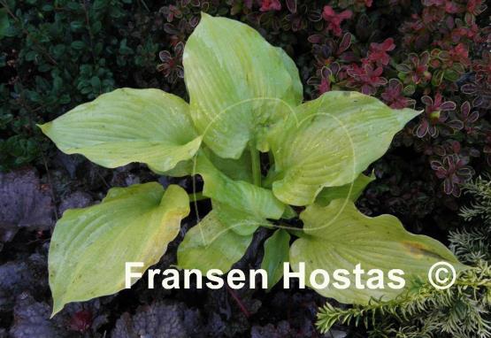 Hosta Lime Piecrust