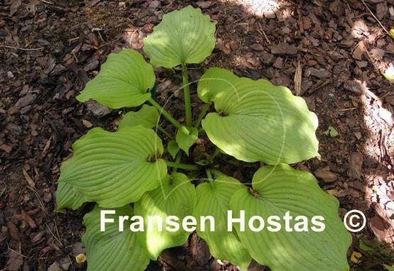 Hosta Lime Piecrust