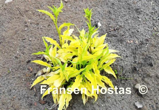 Hosta Lime Shag