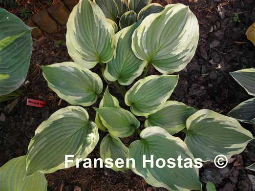 Hosta Lime Smoothie - Fransen Hostas