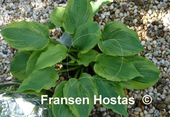 Hosta Lime Smoothie