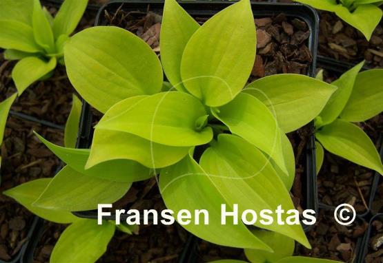 Hosta Limetini