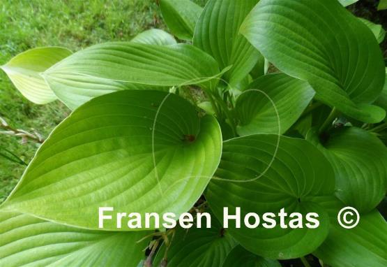Hosta Limetini