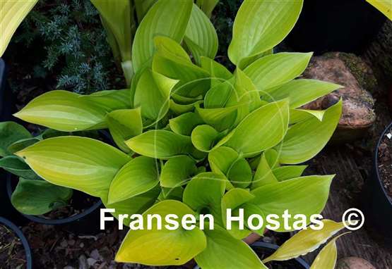 Hosta Limetini