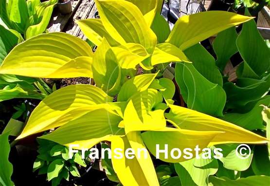 Hosta Limetini