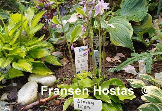 Hosta Limey Lisa
