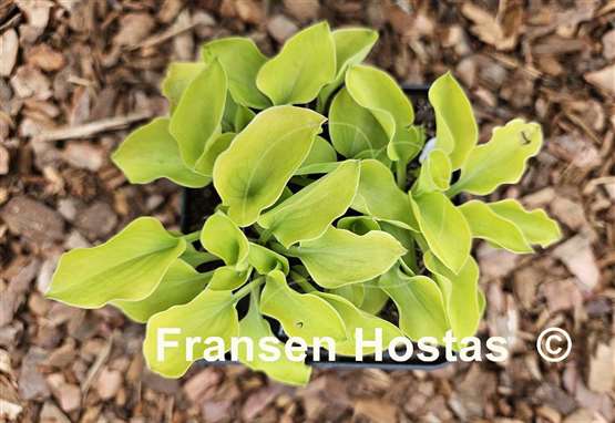 Hosta Limey Lisa