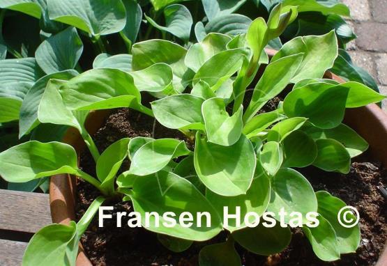 Hosta Limey Lisa