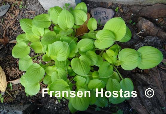 Hosta Limey Lisa
