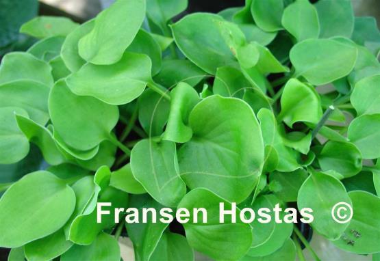 Hosta Limey Lisa