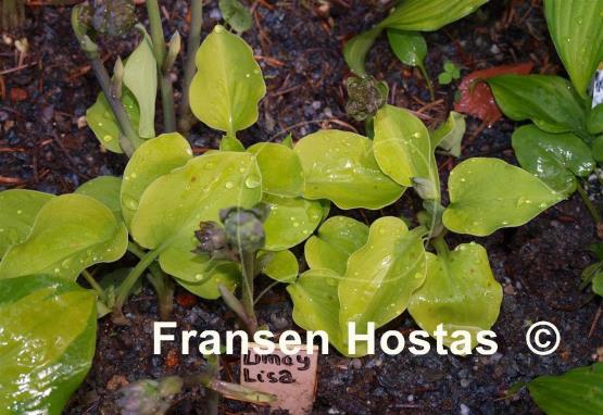 Hosta Limey Lisa