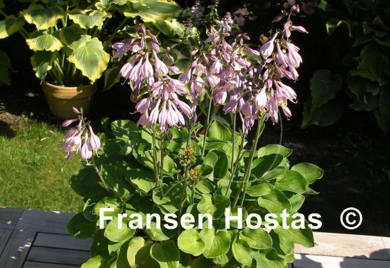 Hosta Limey Lisa