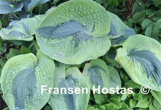 Hosta Linda Sue