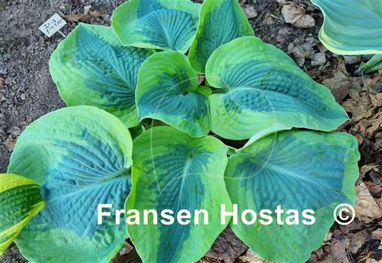 Hosta Linda Sue