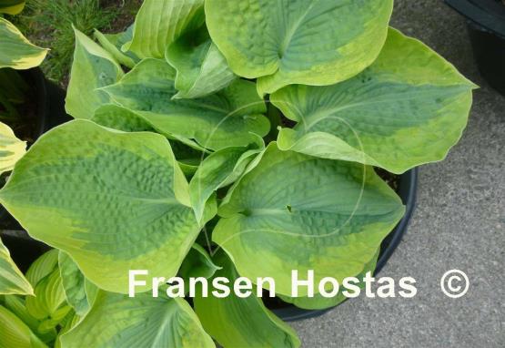 Hosta Linda Sue