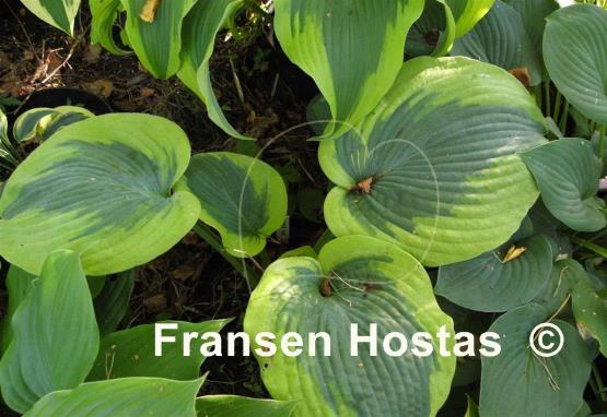 Hosta Linda Sue
