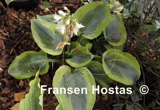 Hosta Linda Sue