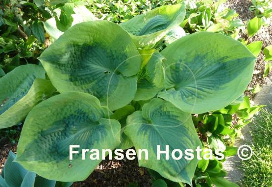 Hosta Linda Sue