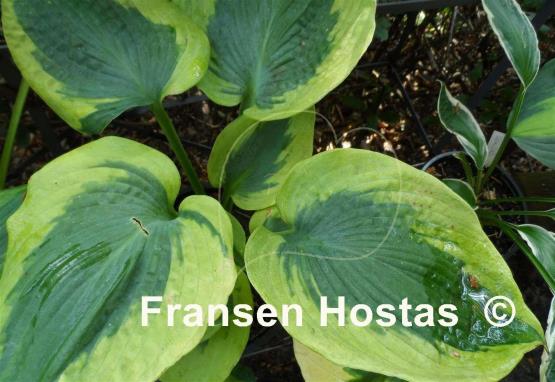 Hosta Linda Sue