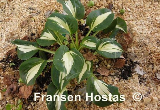 Hosta Lionheart