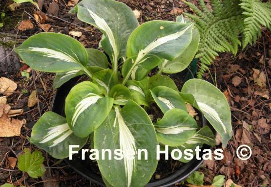 Hosta Lionheart