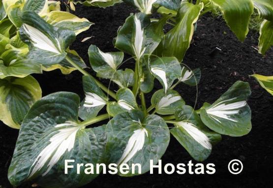 Hosta Lionheart