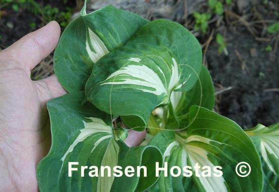 Hosta Lionheart