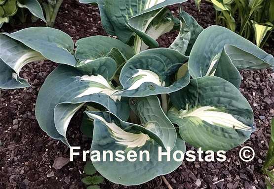 Hosta Lionheart