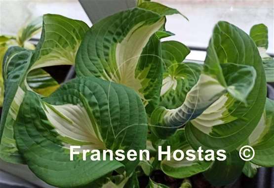 Hosta Lionheart