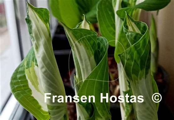 Hosta Lionheart
