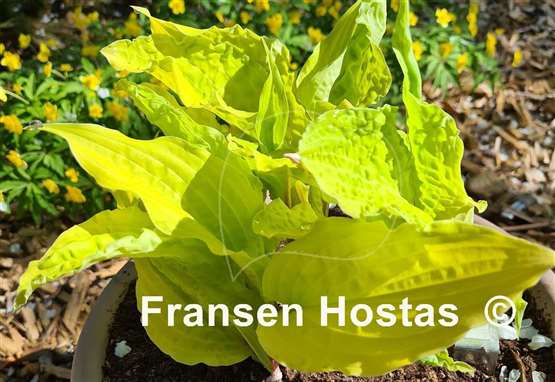 Hosta Lipstick Blonde