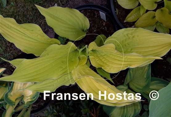 Hosta Lipstick Blonde