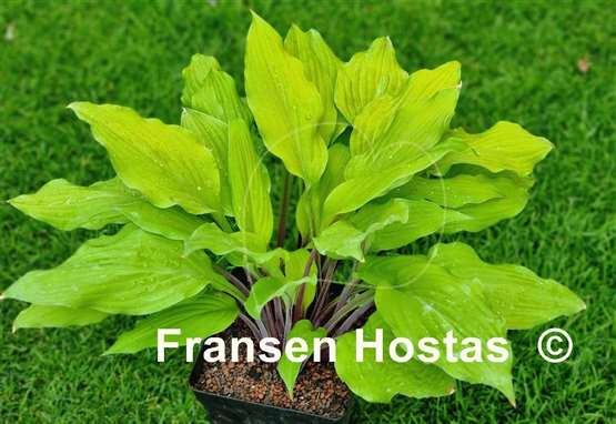 Hosta Lipstick Blonde
