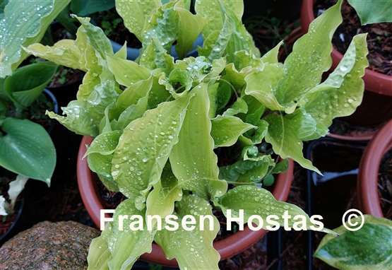 Hosta Lipstick Blonde