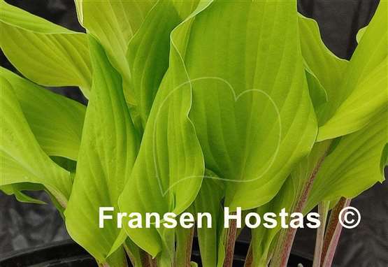 Hosta Lipstick Blonde