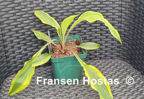Hosta Lipstick Blush