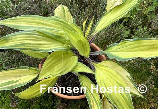 Hosta Lipstick Kiss
