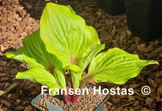Hosta Lipstick Sunset