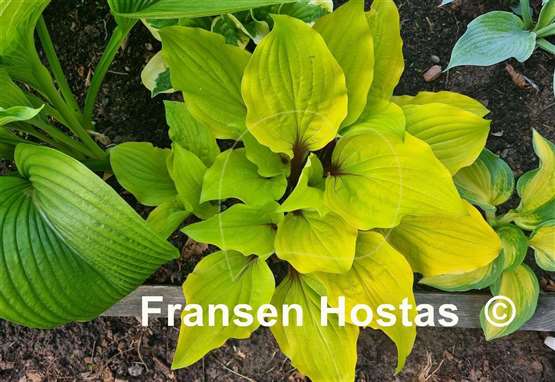 Hosta Lipstick Sunset