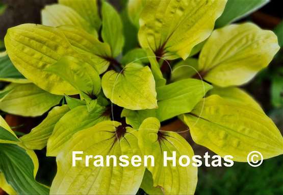 Hosta Lipstick Sunset